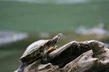 Red ear turtle